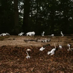 Skelet - Hund