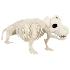 Skelet - Hund